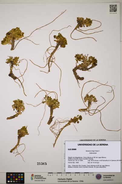 Senecio kingii [Espécimen: ]