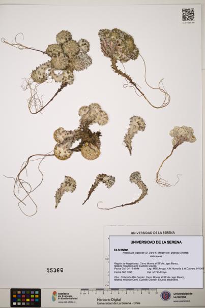 Nassauvia lagascae var. globosa [Espécimen: ]