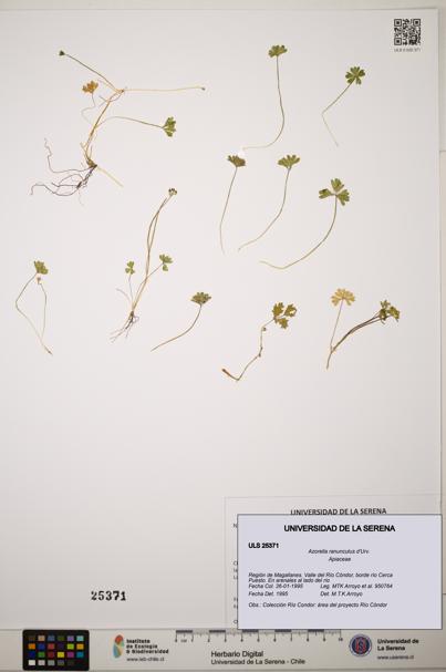Azorella ranunculus [Espécimen: ]