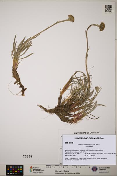 Senecio magellanicus [Espécimen: ]
