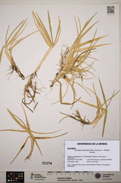 Nicoraepoa pugionifolia [Espécimen: ]