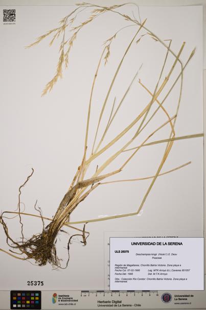 Deschampsia kingii [Espécimen: ]