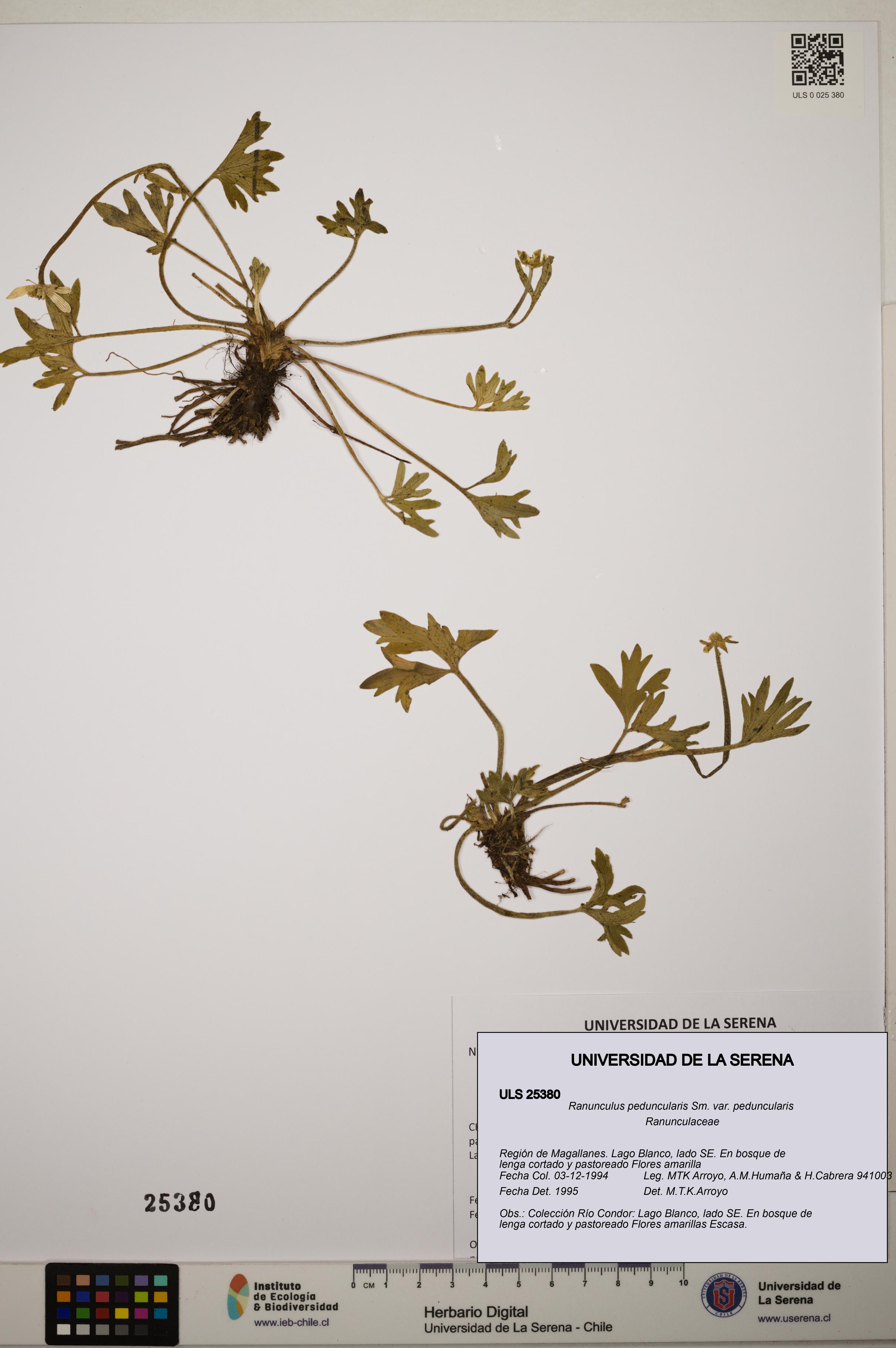 Ranunculus peduncularis var. peduncularis [Espécimen: ]