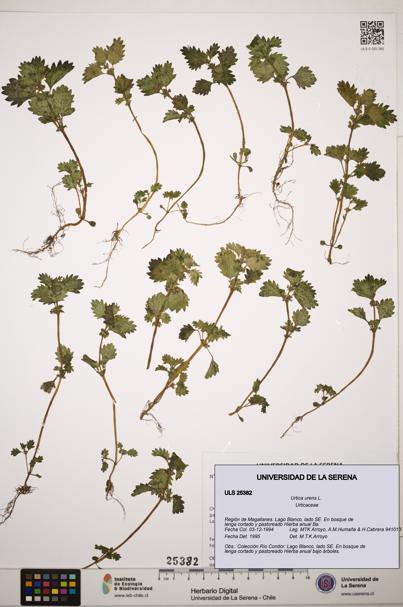 Urtica urens [Espécimen: ]
