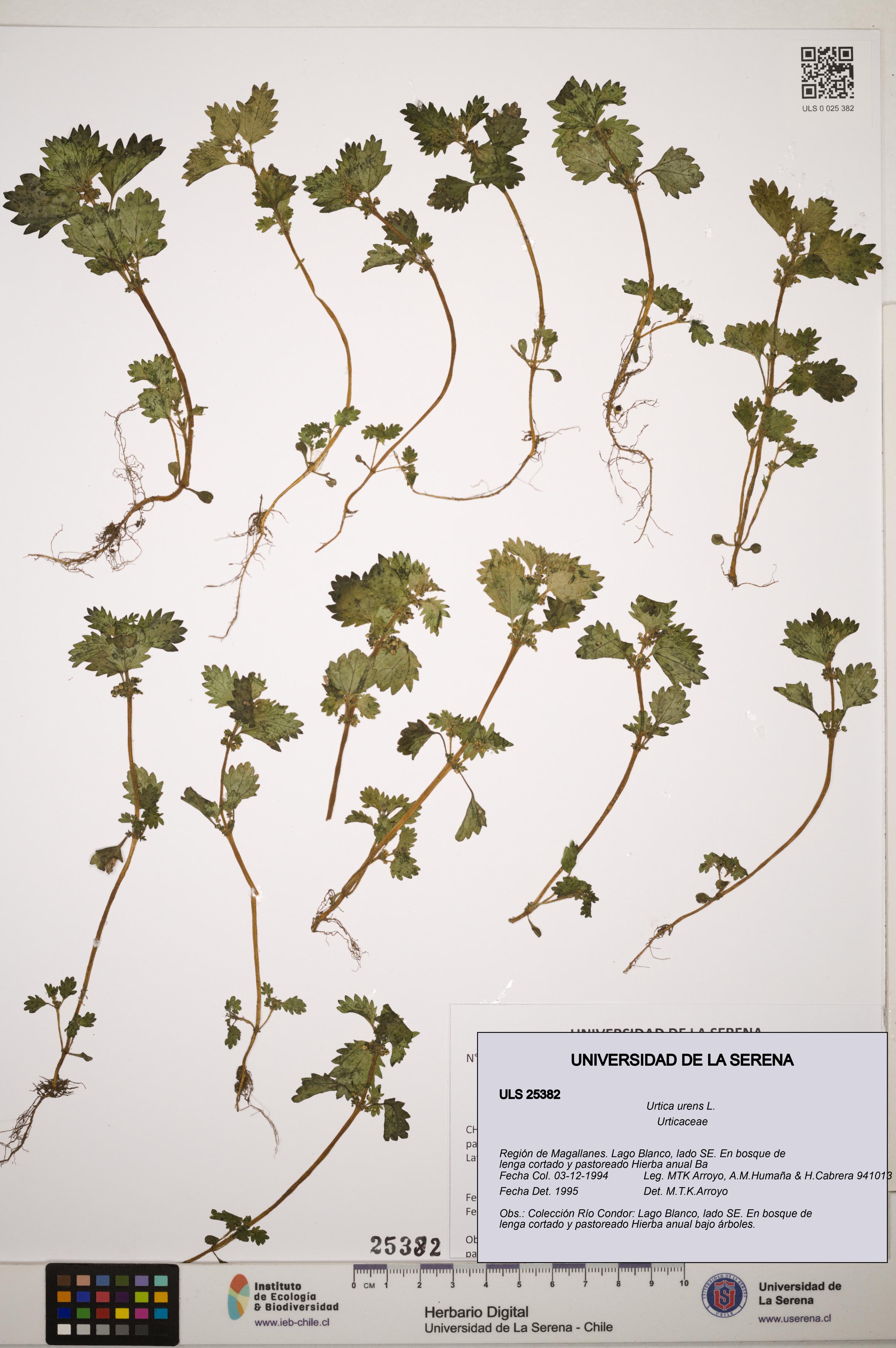 Urtica urens [Espécimen: ]