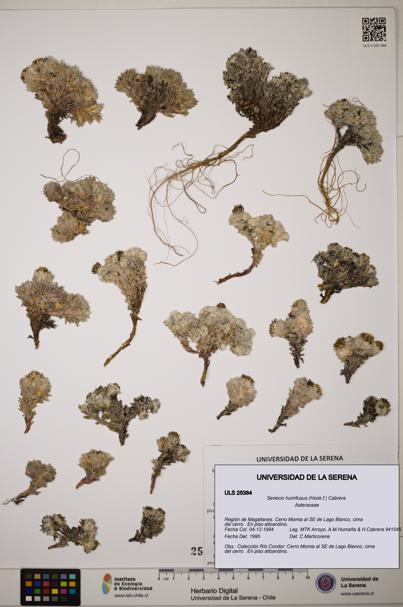 Senecio humifusus [Espécimen: ]