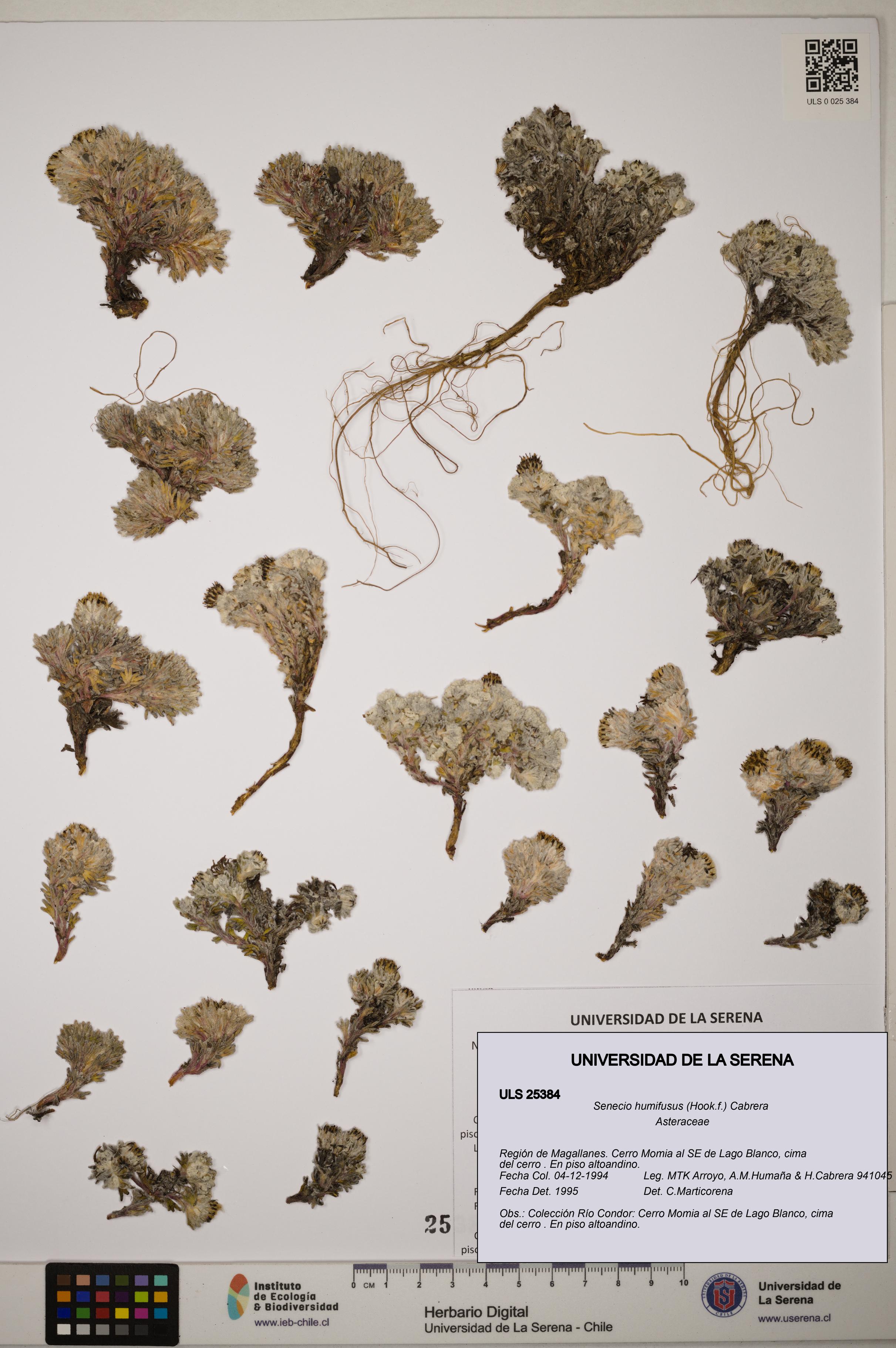 Senecio humifusus [Espécimen: ]