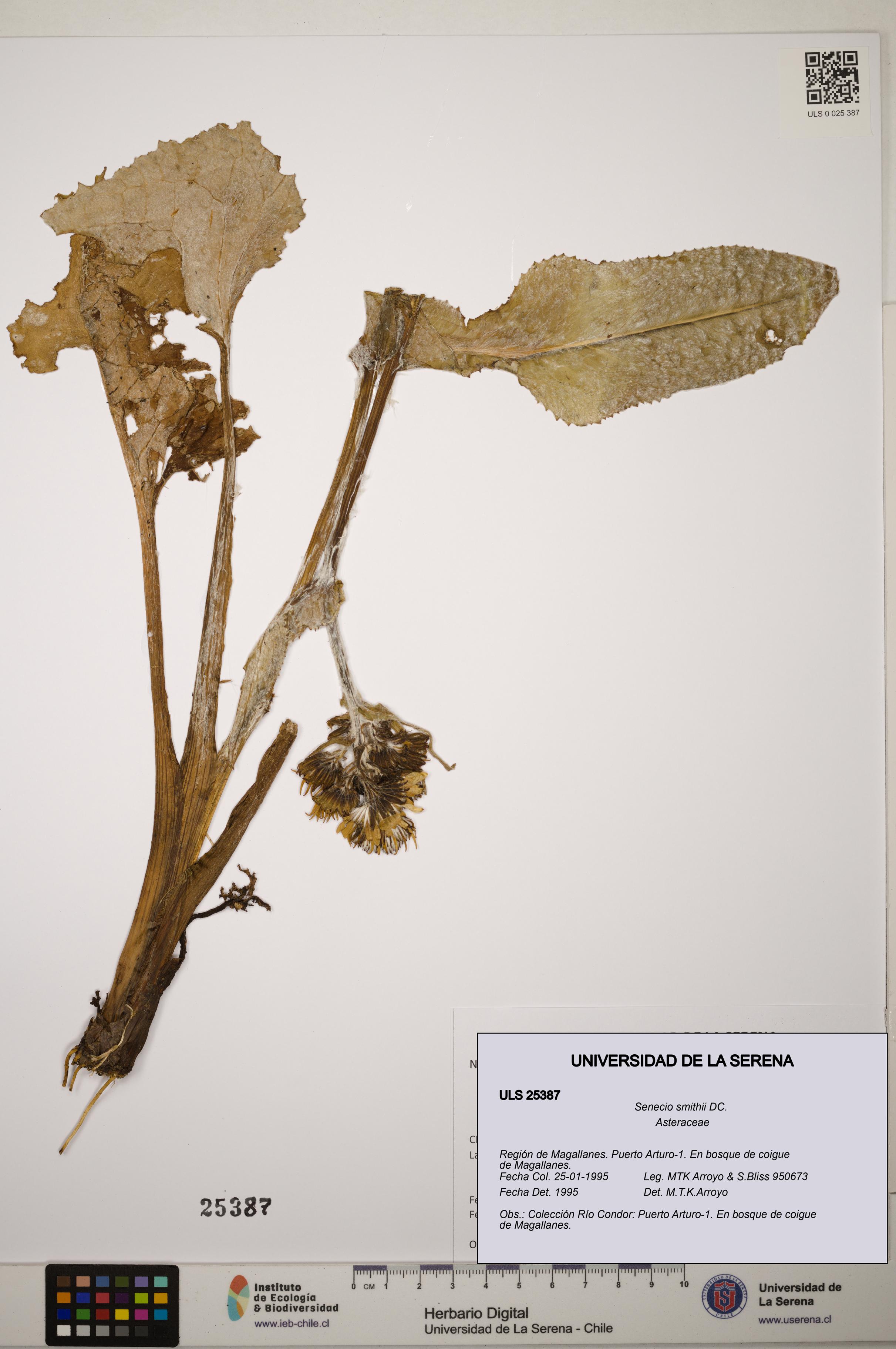 Senecio smithii [Espécimen: ]