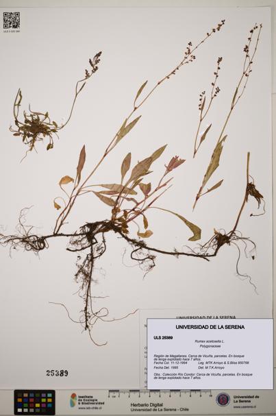 Rumex acetosella [Espécimen: ]