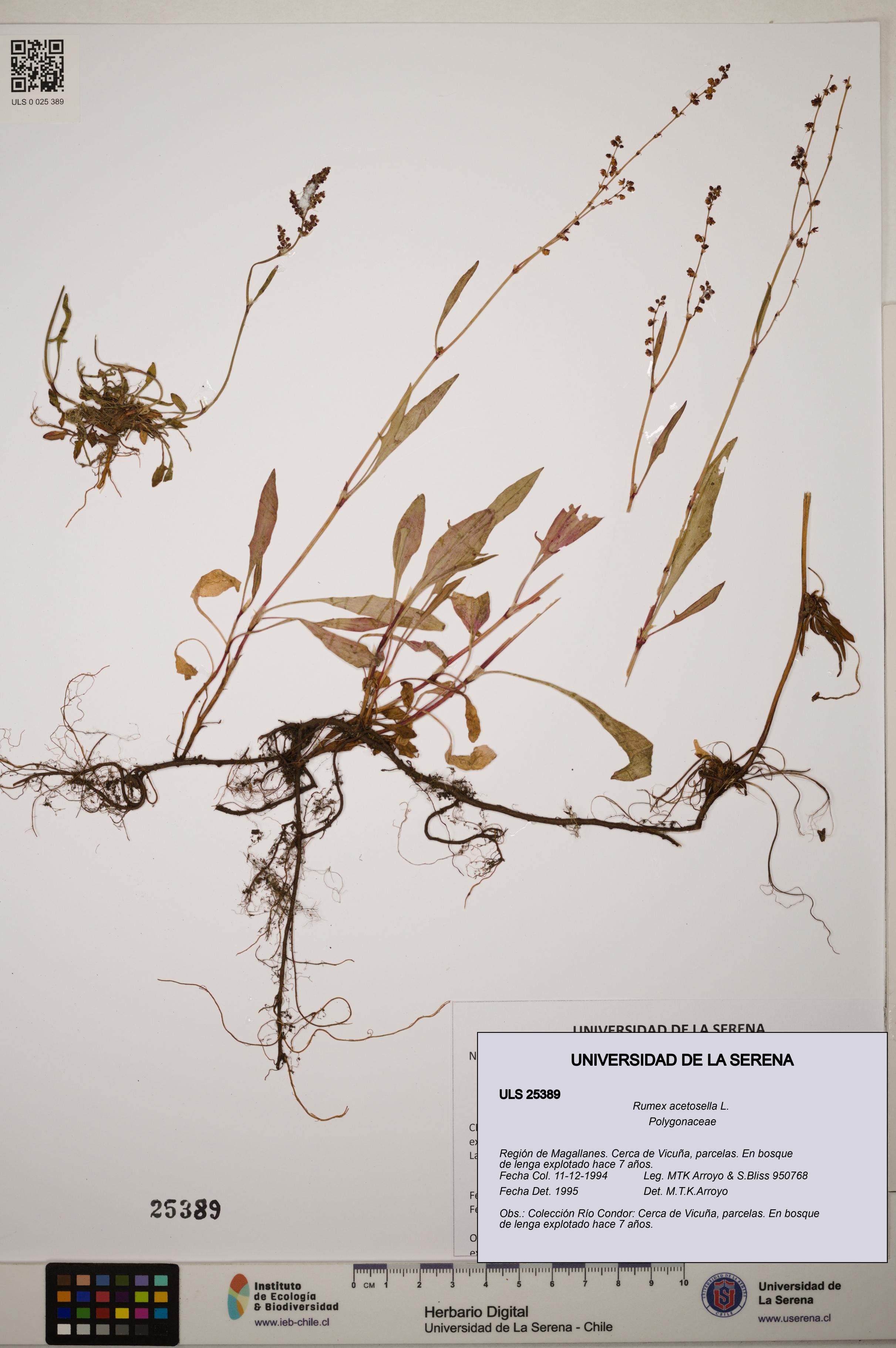Rumex acetosella [Espécimen: ]