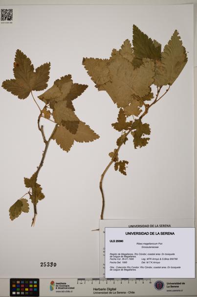 Ribes magellanicum [Espécimen: ]
