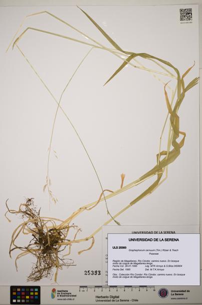 Graphephorum cernuum [Espécimen: ]