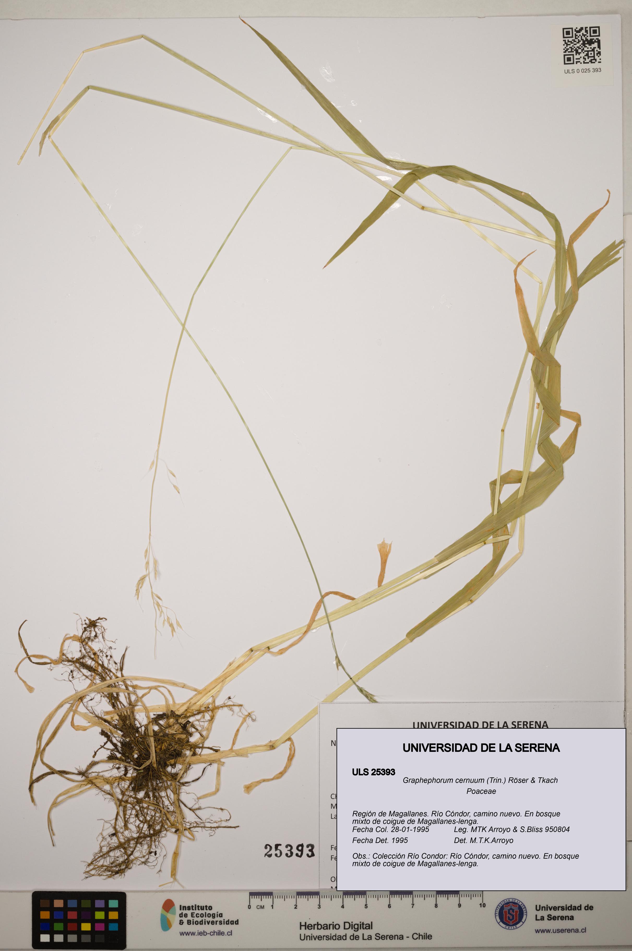 Graphephorum cernuum [Espécimen: ]