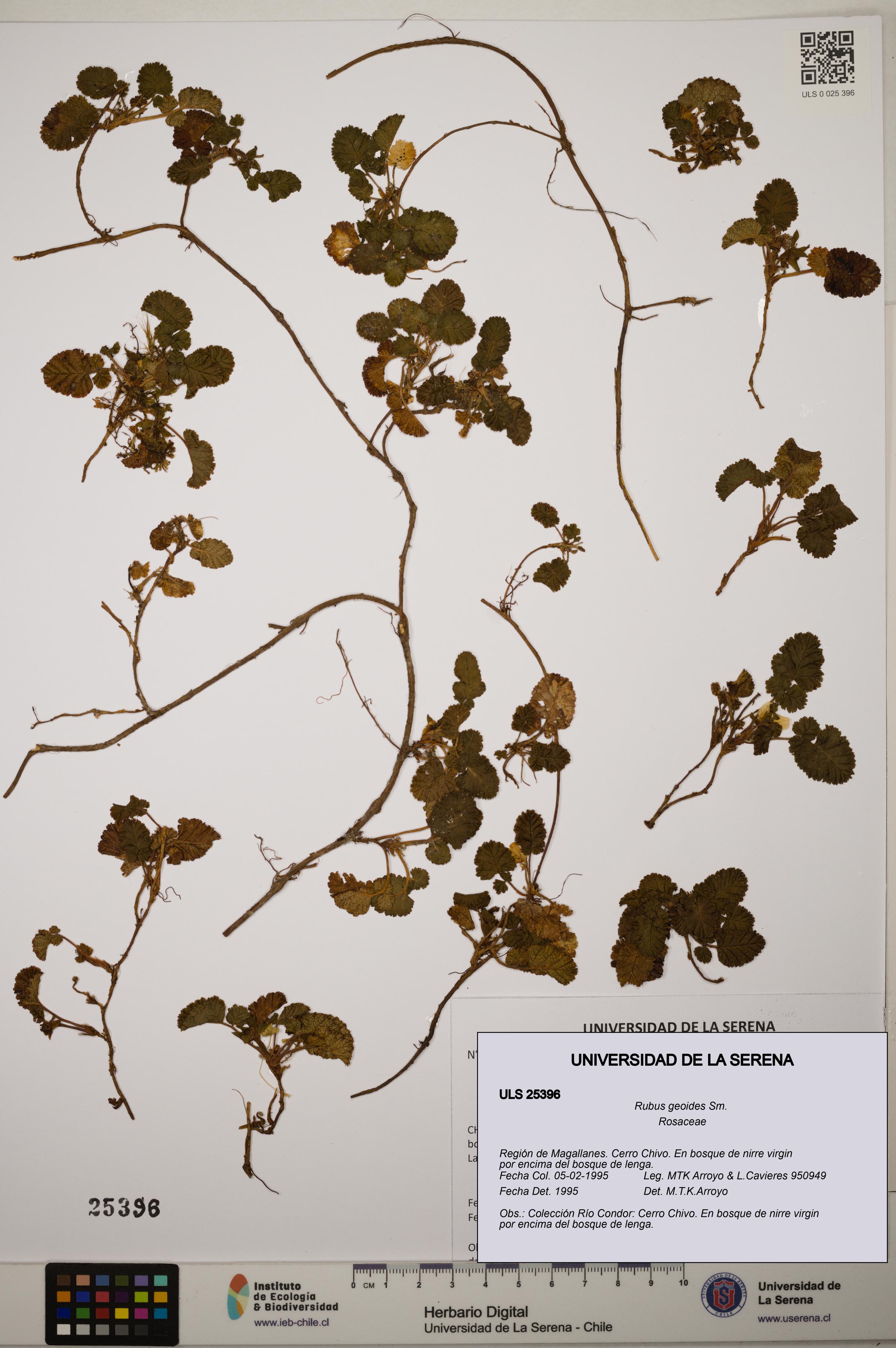 Rubus geoides [Espécimen: ]