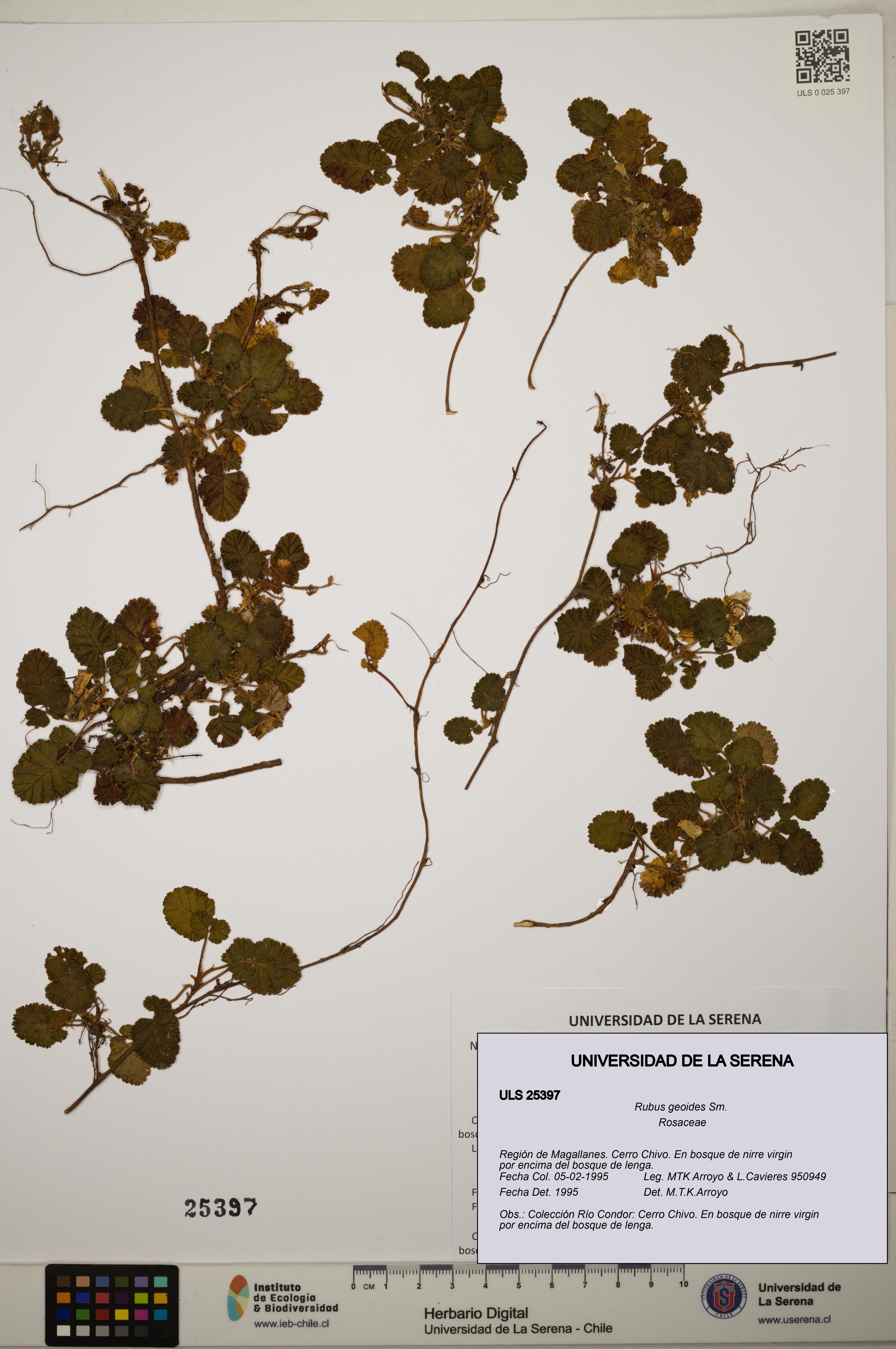 Rubus geoides [Espécimen: ]