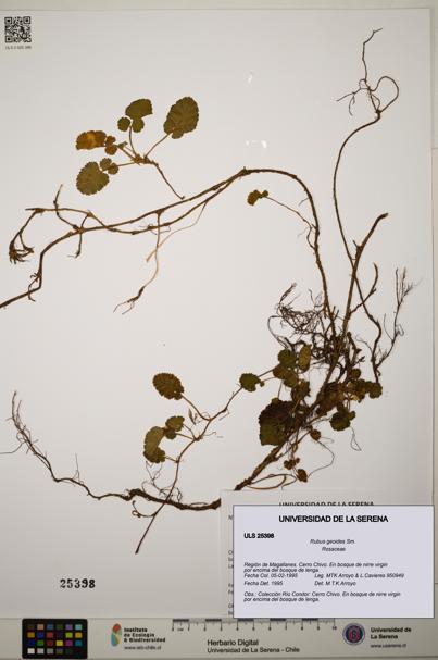 Rubus geoides [Espécimen: ]
