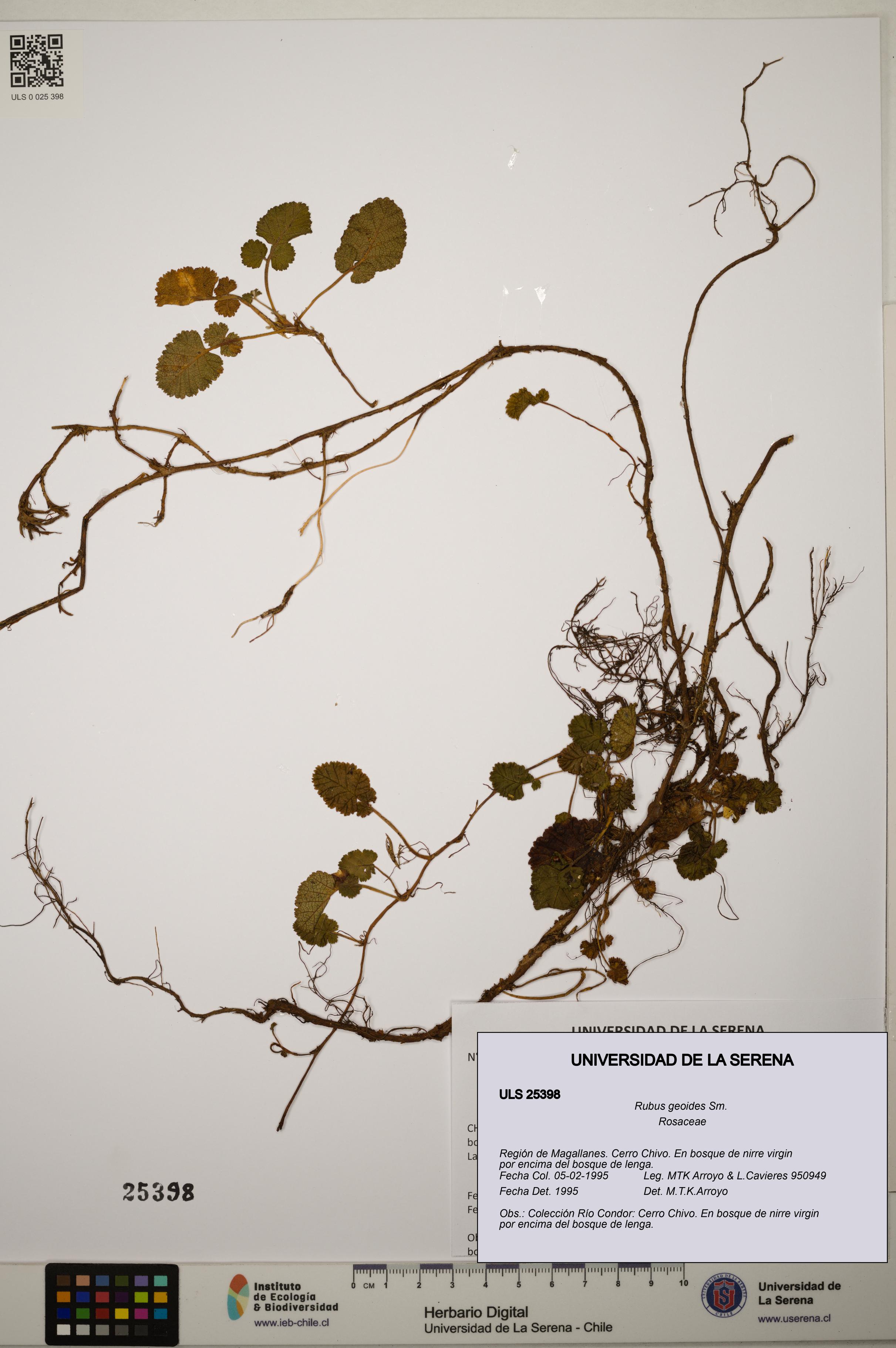Rubus geoides [Espécimen: ]