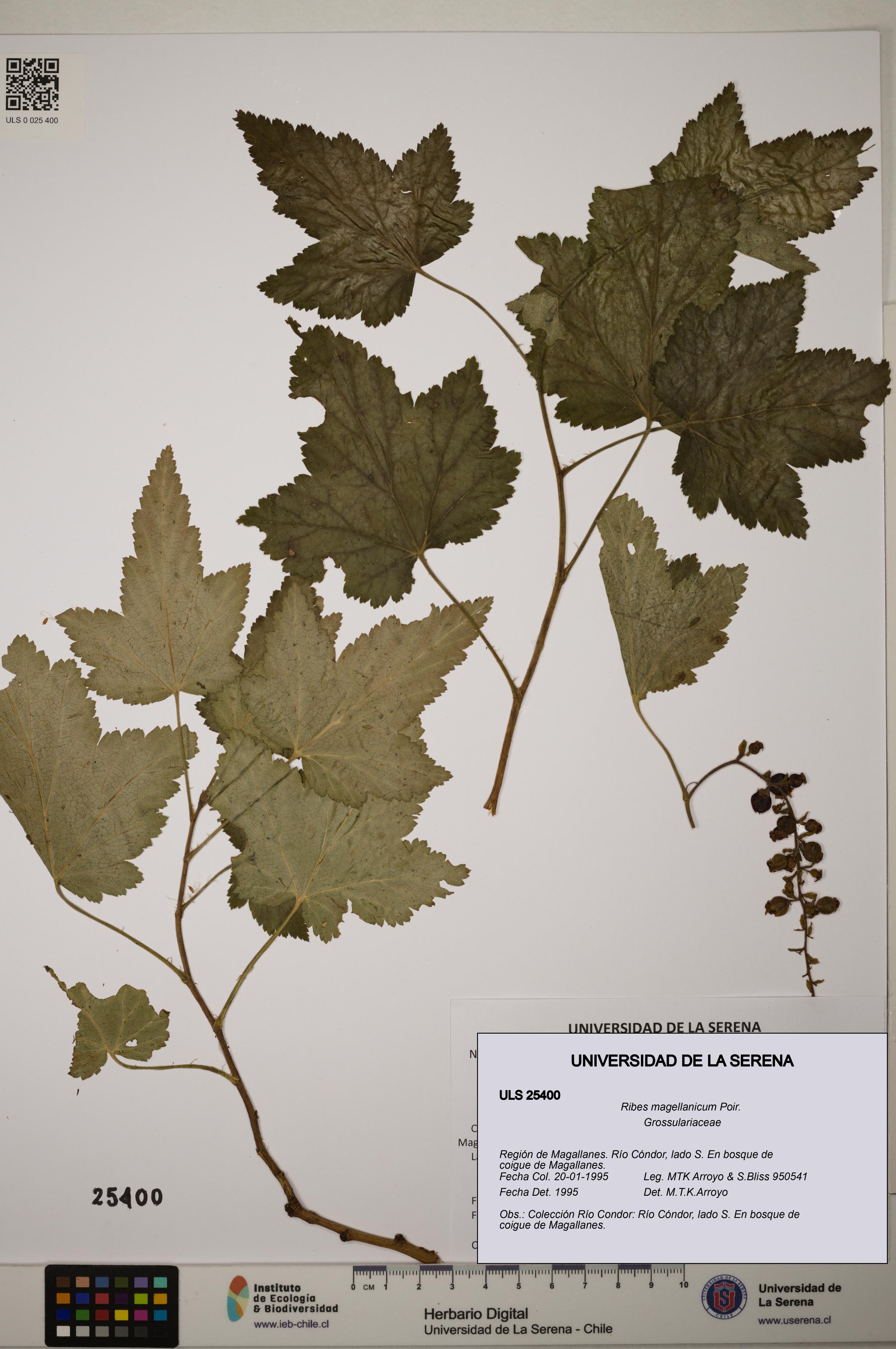 Ribes magellanicum [Espécimen: ]