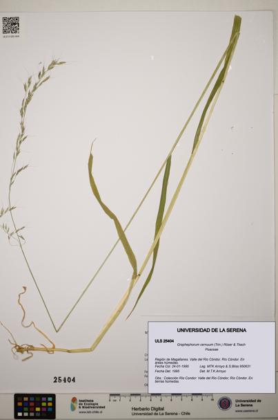 Graphephorum cernuum [Espécimen: ]