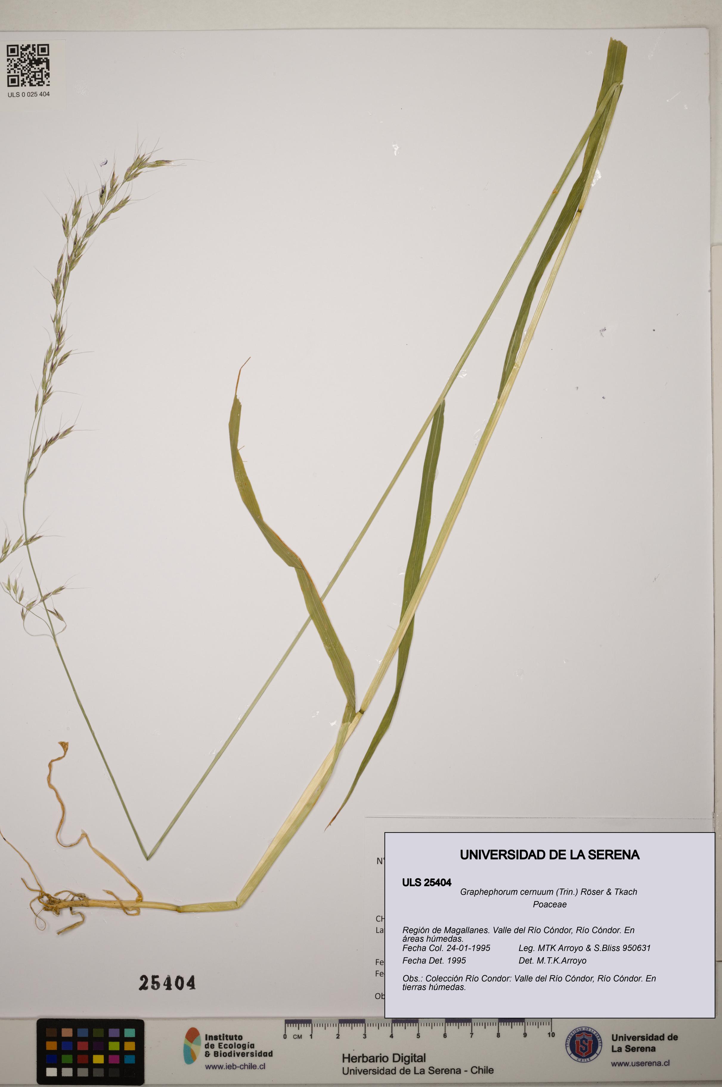 Graphephorum cernuum [Espécimen: ]