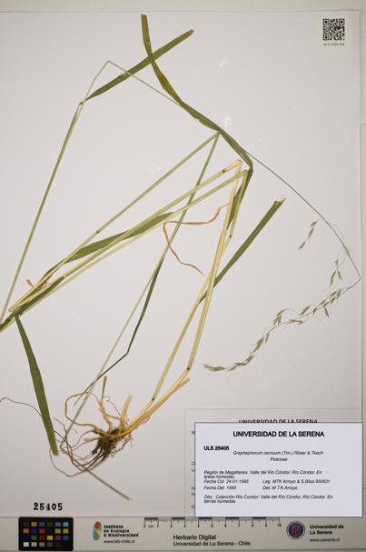 Graphephorum cernuum [Espécimen: ]