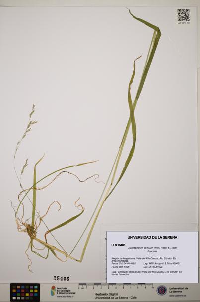 Graphephorum cernuum [Espécimen: ]