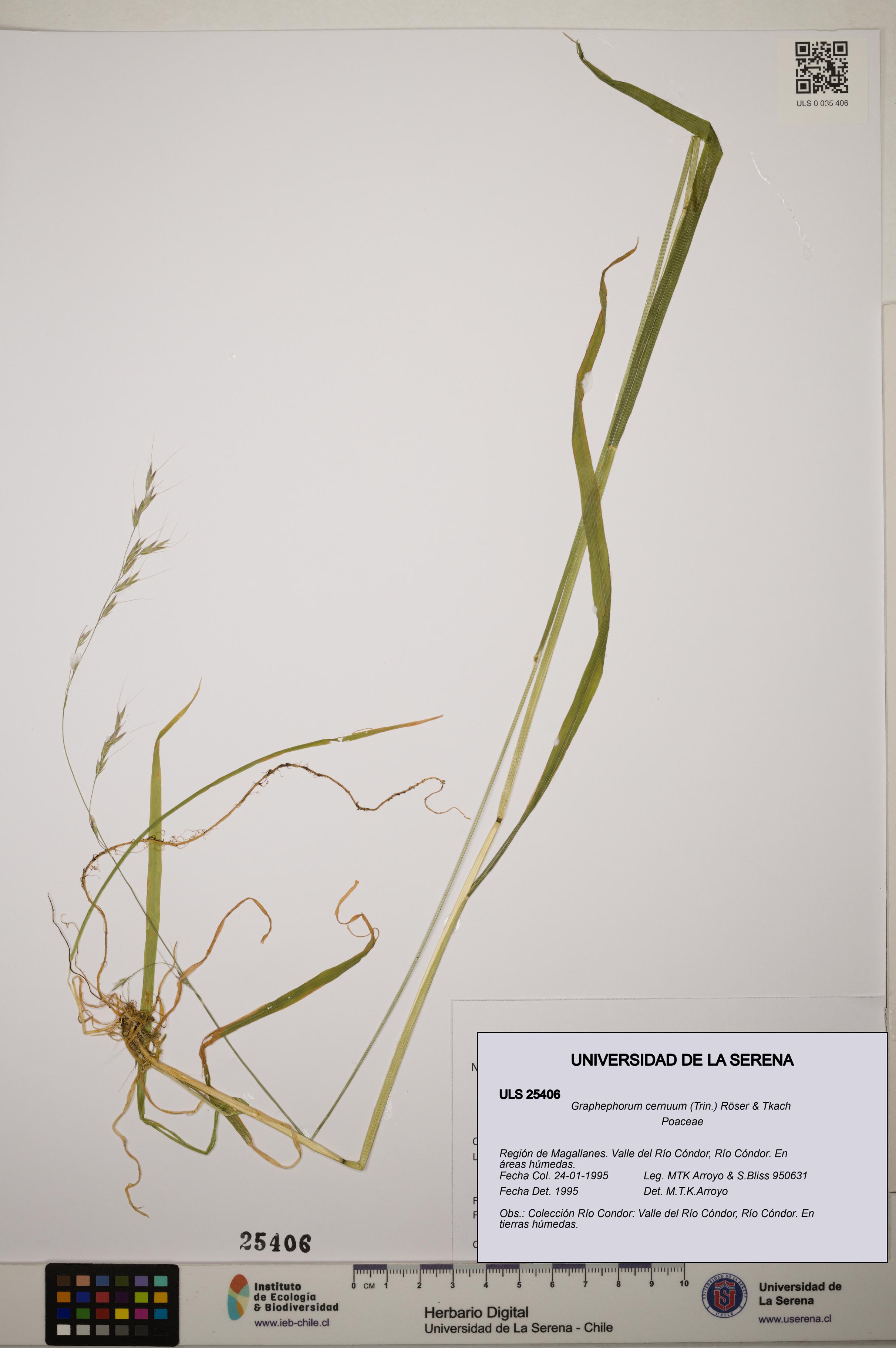 Graphephorum cernuum [Espécimen: ]