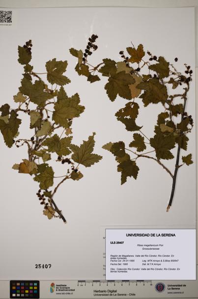 Ribes magellanicum [Espécimen: ]