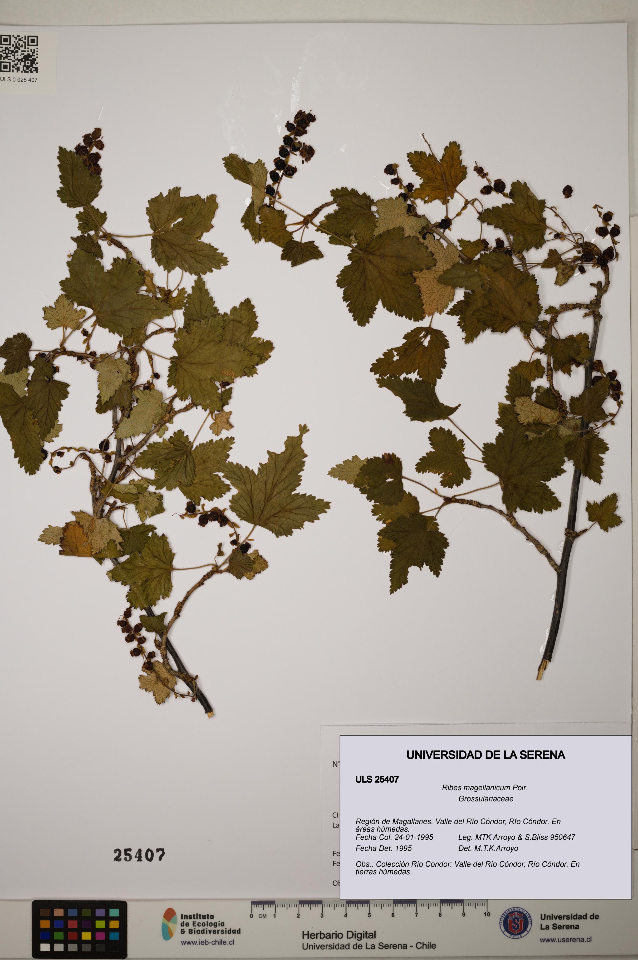 Ribes magellanicum [Espécimen: ]