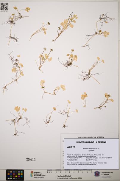 Azorella ranunculus [Espécimen: ]