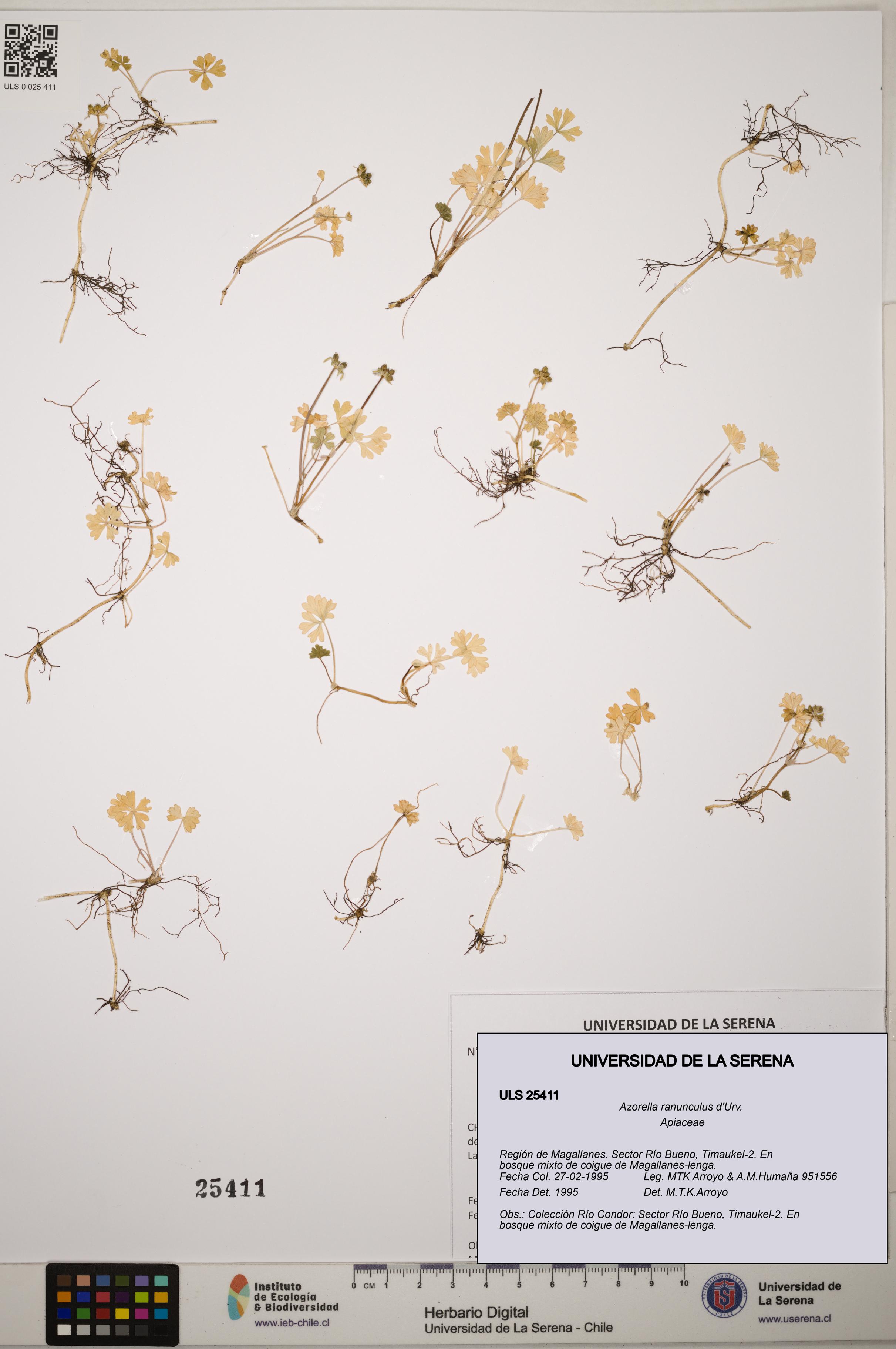 Azorella ranunculus [Espécimen: ]