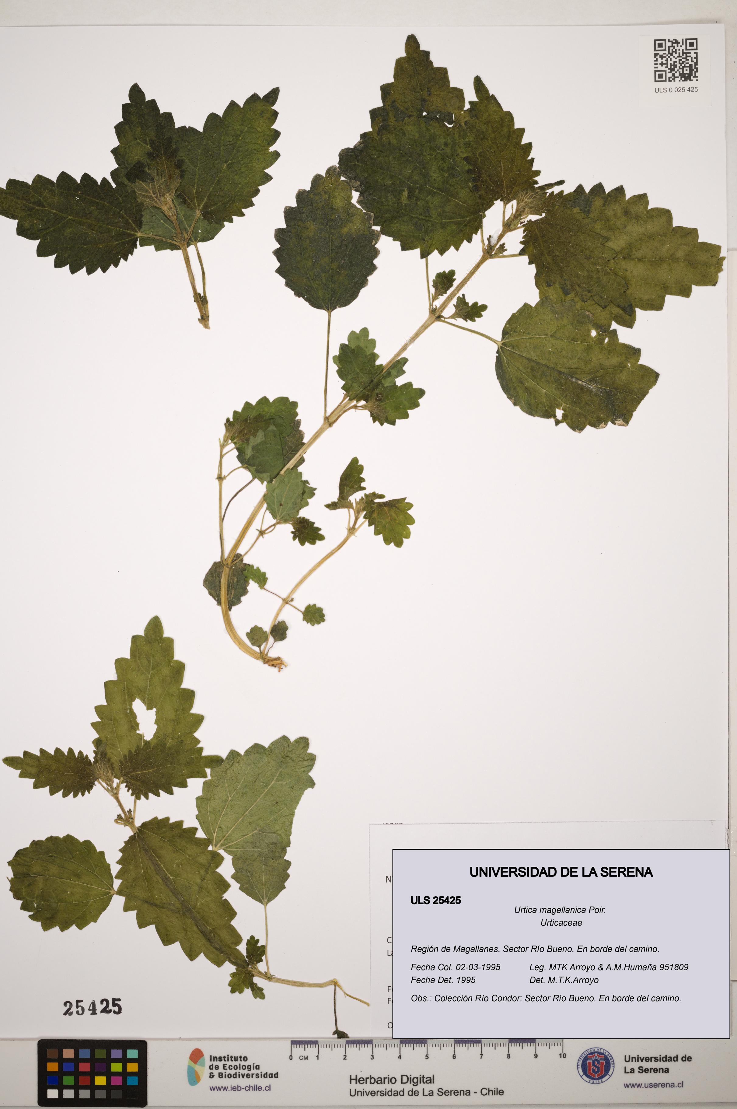 Urtica magellanica [Espécimen: ]