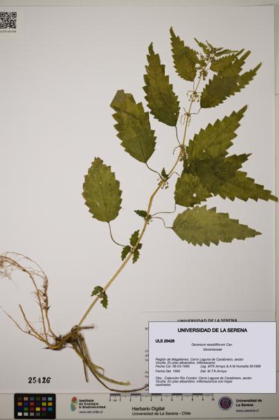 Geranium sessiliflorum [Espécimen: ]