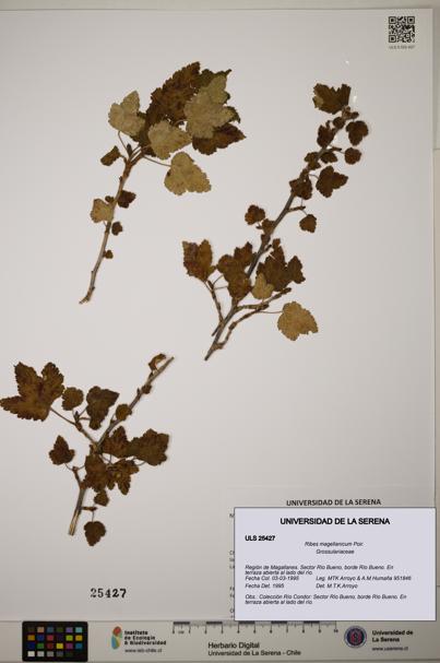 Ribes magellanicum [Espécimen: ]