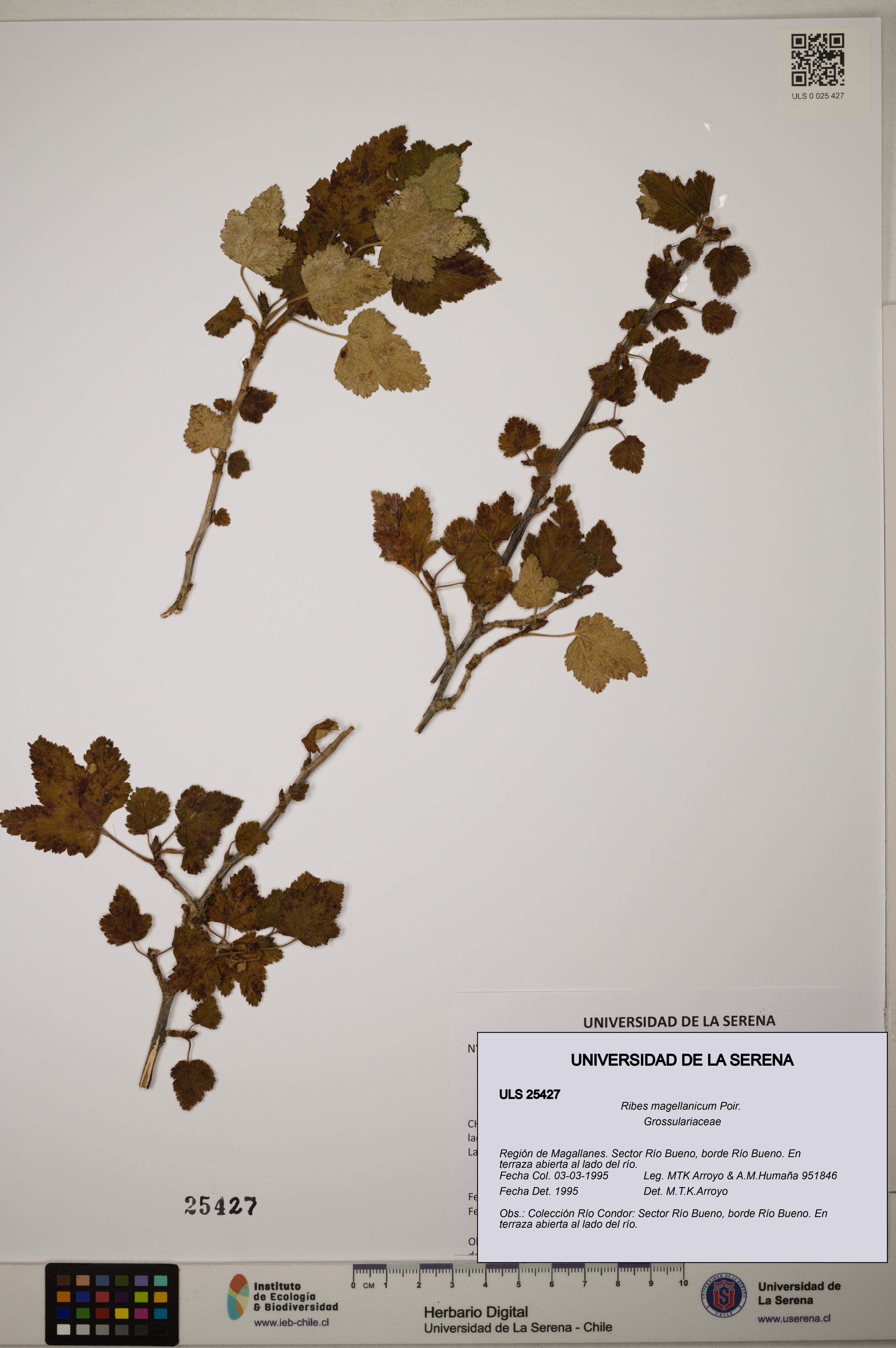 Ribes magellanicum [Espécimen: ]