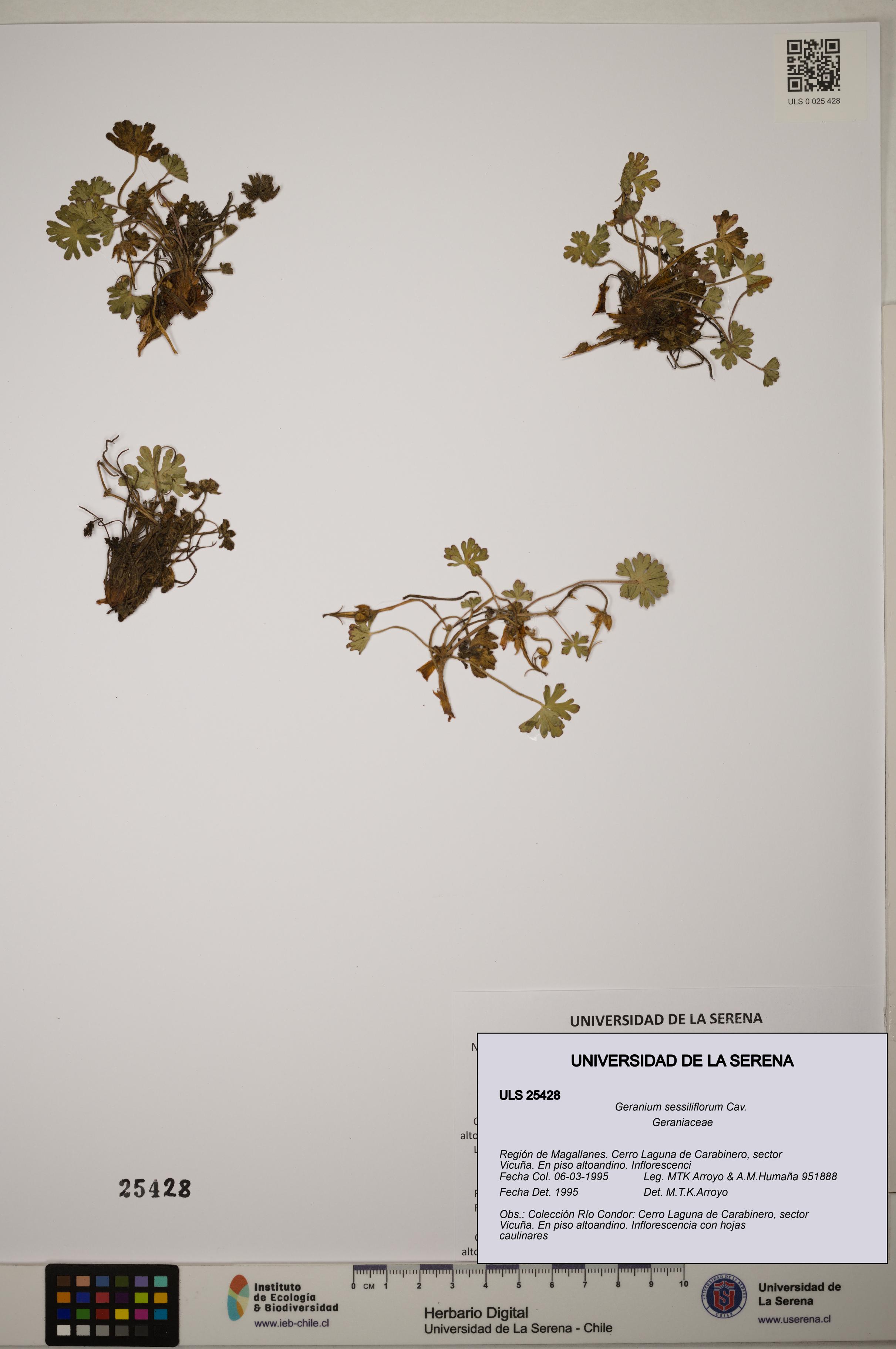 Geranium sessiliflorum [Espécimen: ]