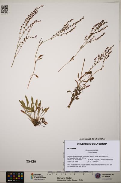 Rumex acetosella [Espécimen: ]