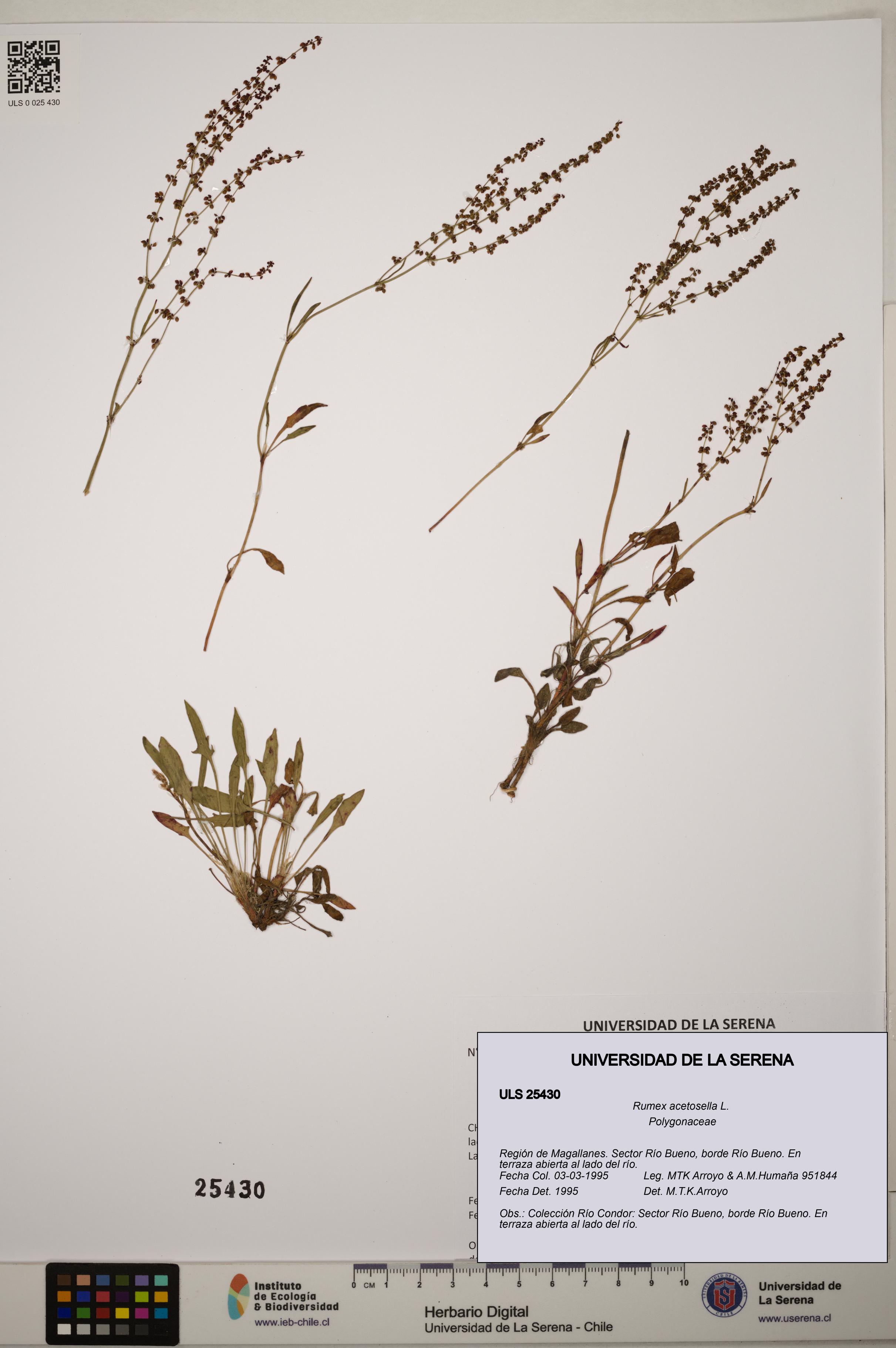 Rumex acetosella [Espécimen: ]