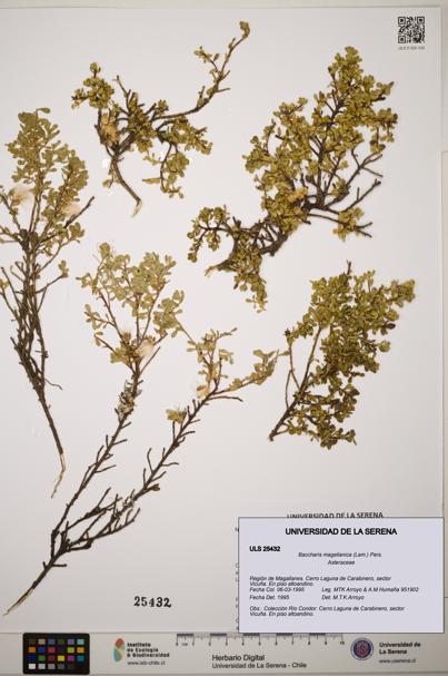 Baccharis magellanica [Espécimen: ]