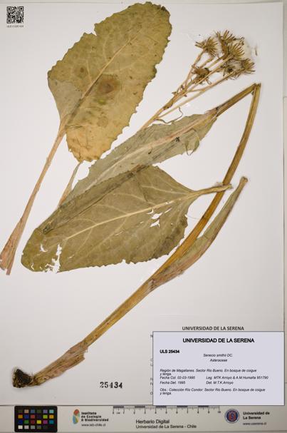 Senecio smithii [Espécimen: ]