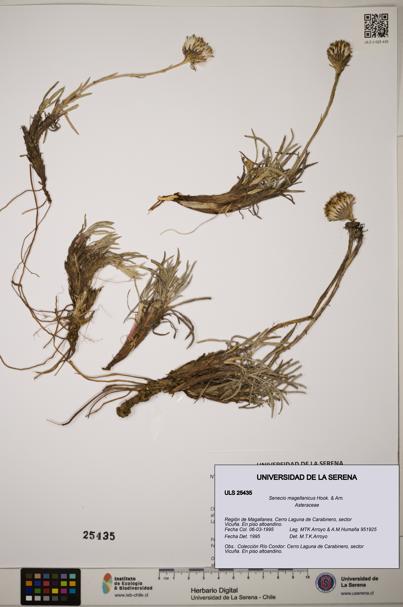 Senecio magellanicus [Espécimen: ]