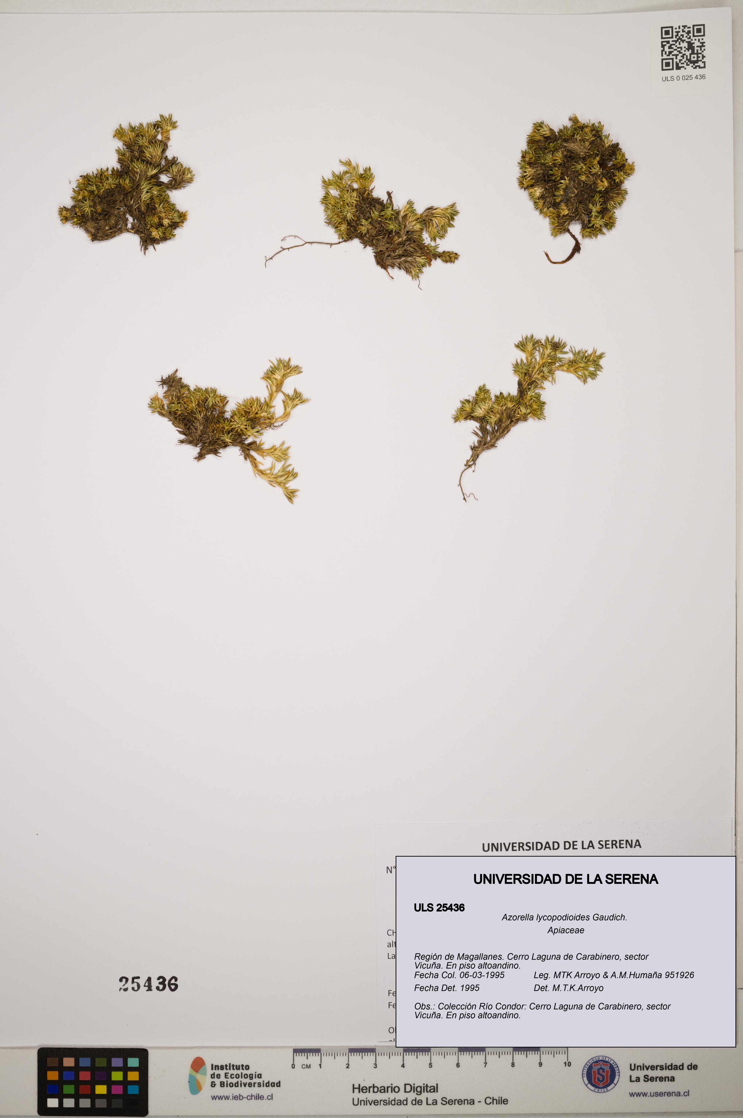 Azorella lycopodioides [Espécimen: ]