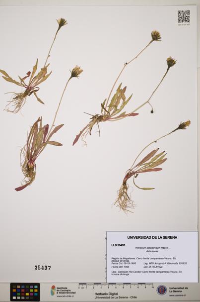 Hieracium patagonicum [Espécimen: ]