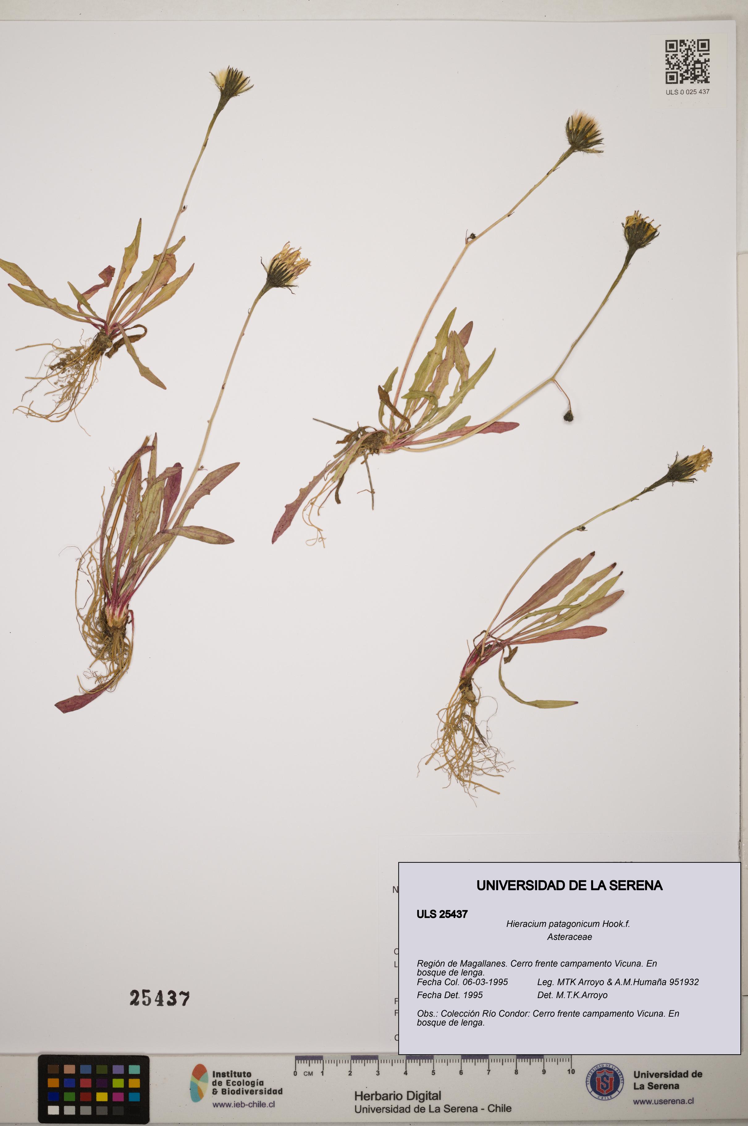 Hieracium patagonicum [Espécimen: ]