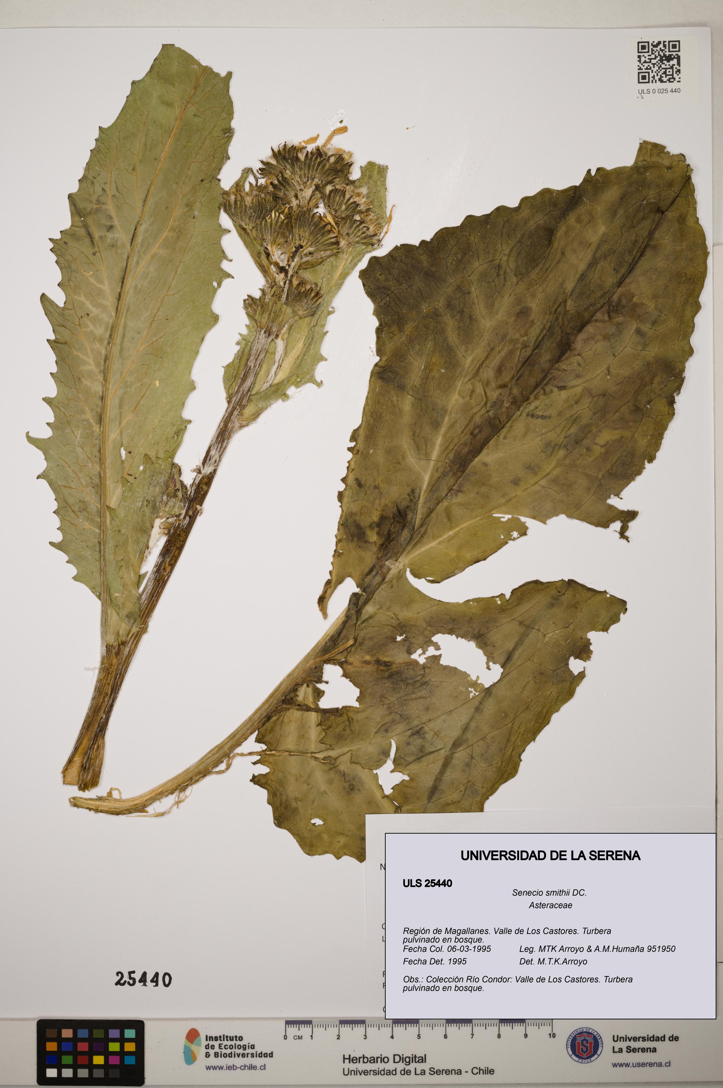 Senecio smithii [Espécimen: ]