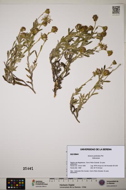 Senecio gnidioides [Espécimen: ]