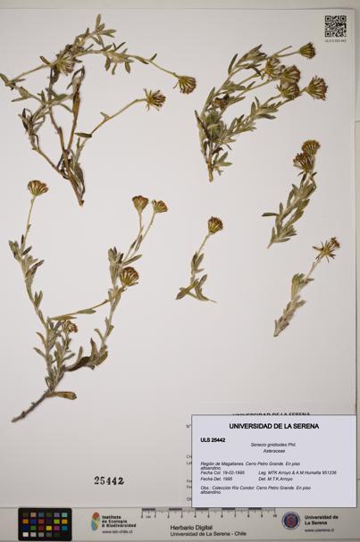 Senecio gnidioides [Espécimen: ]