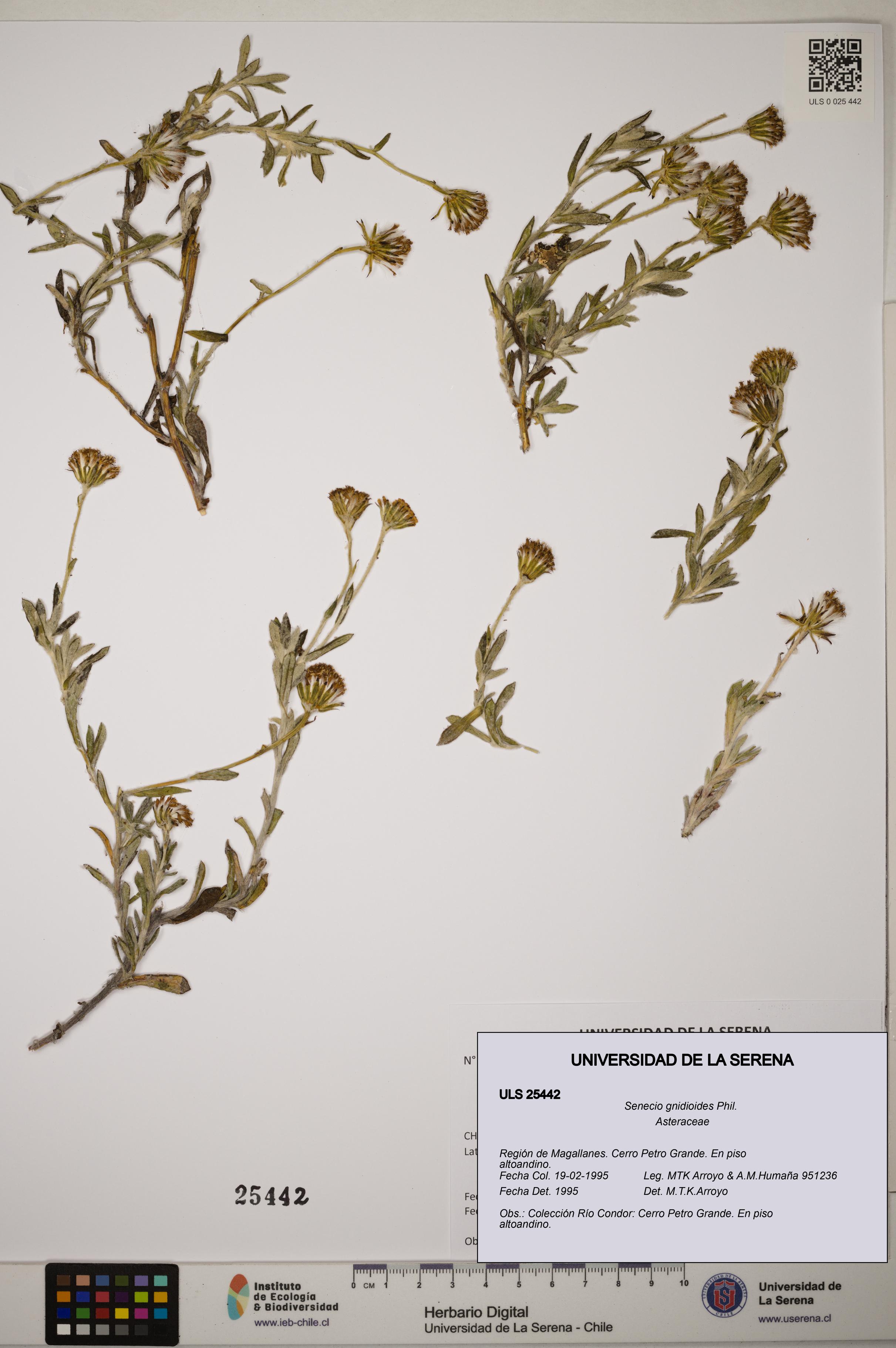 Senecio gnidioides [Espécimen: ]