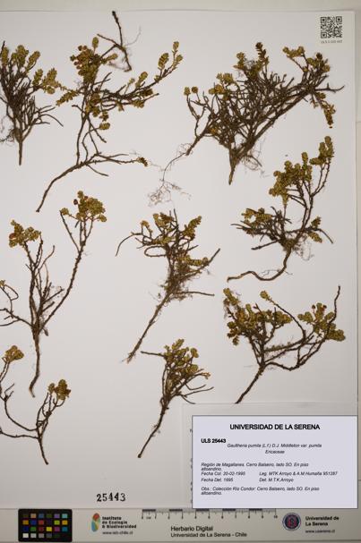 Gaultheria pumila var. pumila [Espécimen: ]