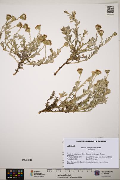 Senecio alloeophyllus [Espécimen: ]